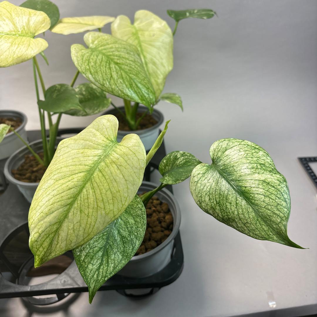 M*s様 5株セットms09【特別選抜】中株ホワイトモンスター／天津蘭 モンステ