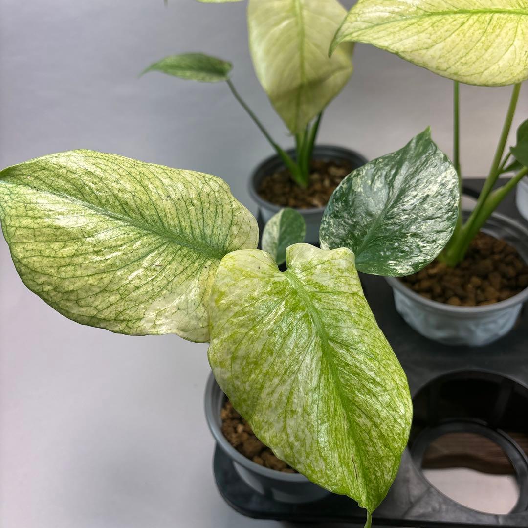 M*s様 5株セットms09【特別選抜】中株ホワイトモンスター／天津蘭 モンステ