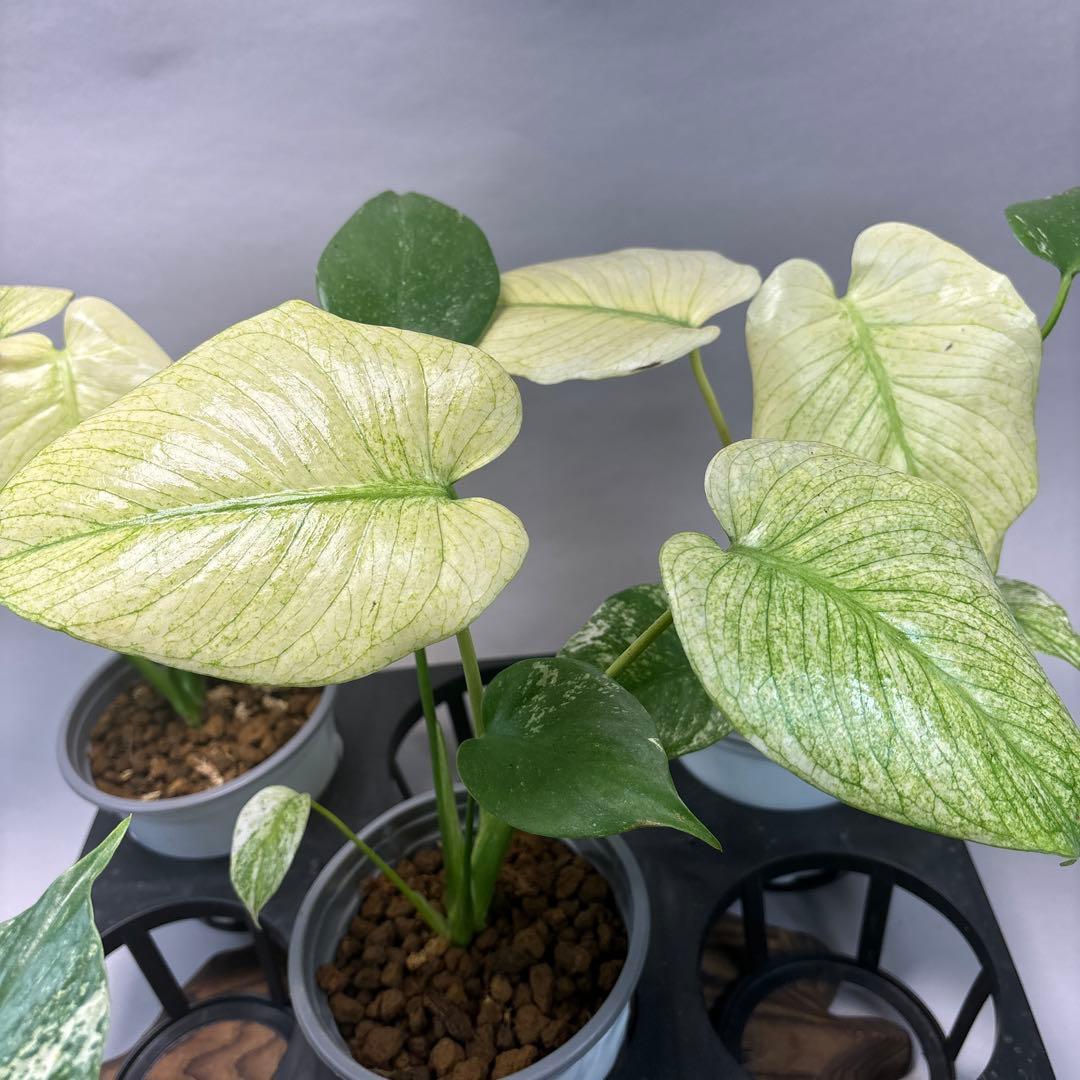 M*s様 5株セットms09【特別選抜】中株ホワイトモンスター／天津蘭 モンステ