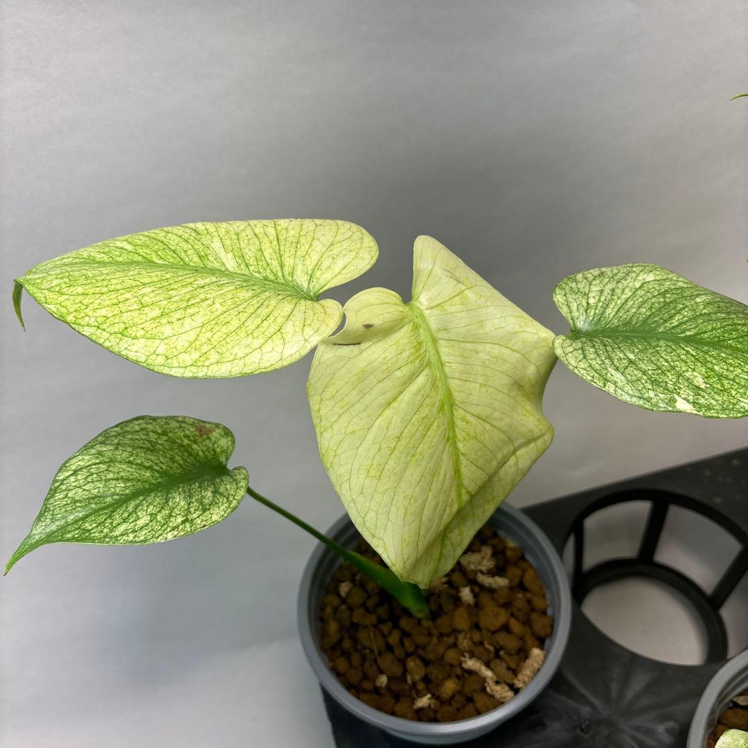 M*s様 5株セットms09【特別選抜】中株ホワイトモンスター／天津蘭 モンステ