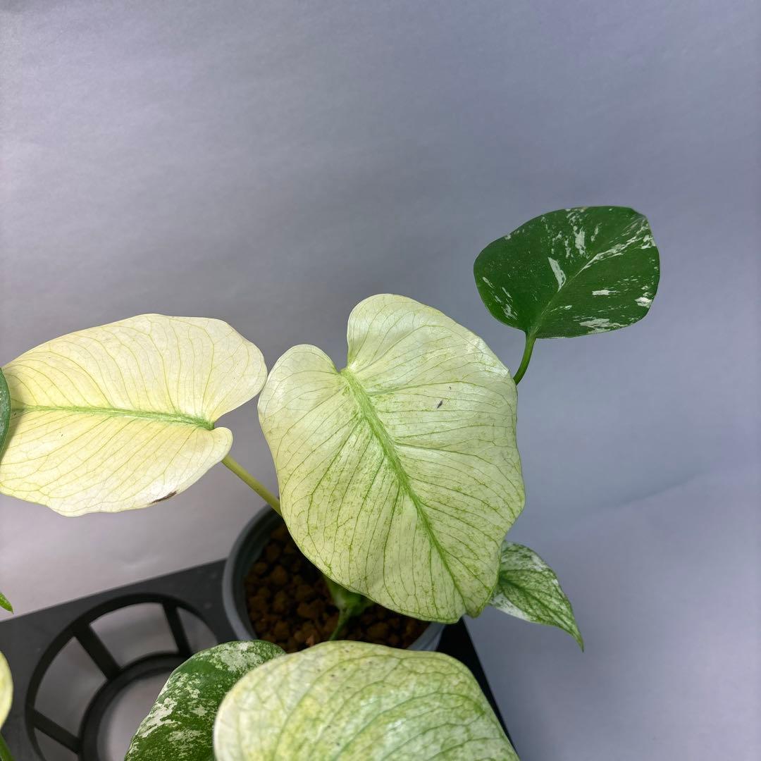 M*s様 5株セットms09【特別選抜】中株ホワイトモンスター／天津蘭 モンステ