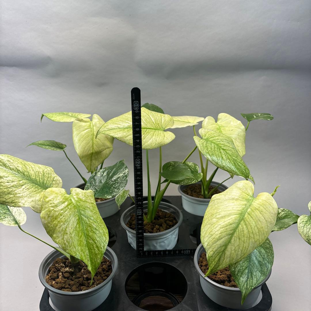 M*s様 5株セットms09【特別選抜】中株ホワイトモンスター／天津蘭 モンステ