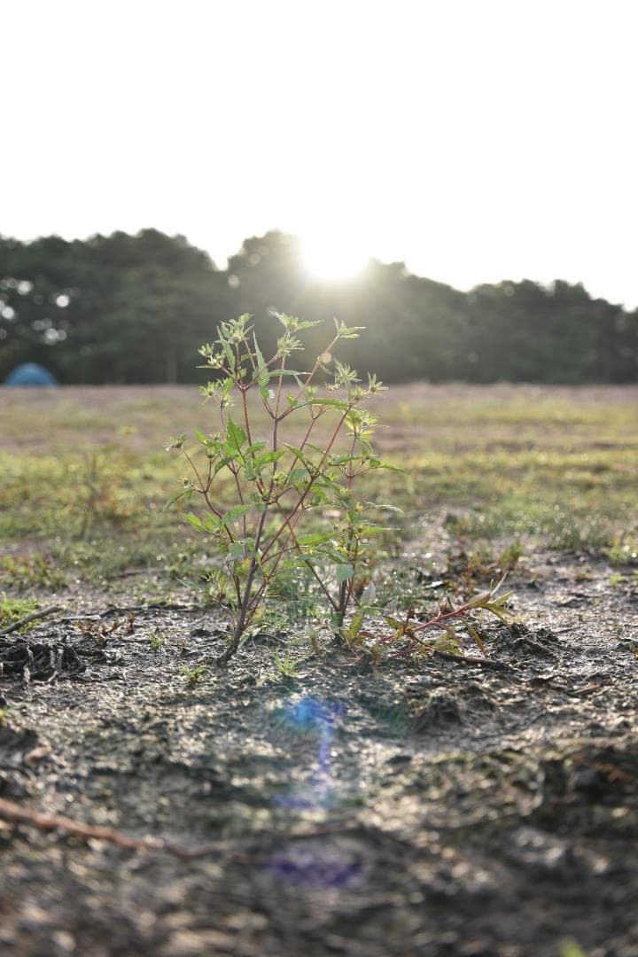 デジタルカメラ Nikon D750 Tamron 35-150mm F2.8-4