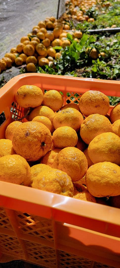 ゆず果汁 一升瓶 2本セット