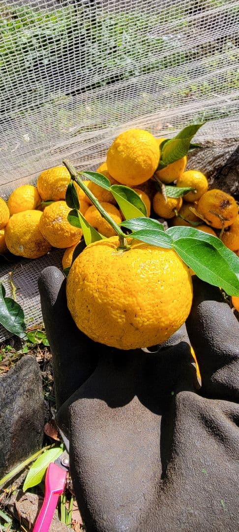 ゆず果汁 一升瓶 2本セット