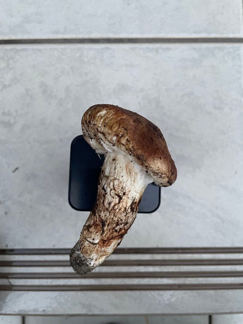 採れたて広島県産　10月25日　採取　松茸　4本　260グラム