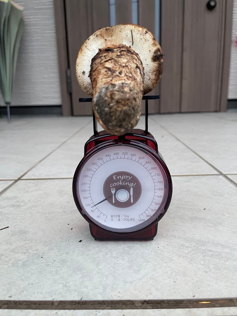 採れたて広島県産　10月25日　採取　松茸　4本　260グラム