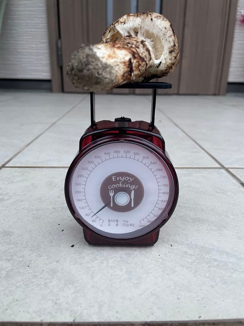 採れたて広島県産　10月25日　採取　松茸　4本　260グラム