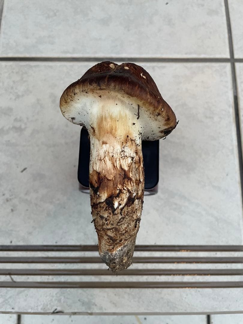 採れたて広島県産　10月25日　採取　松茸　4本　260グラム