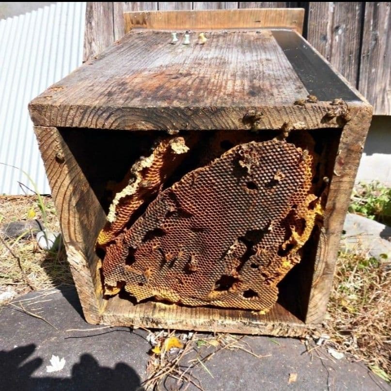 日本蜜蜂のはちみつ　結晶化　蜂蜜　百花蜜　ニホンミツバチ　国産　非加熱　無添加