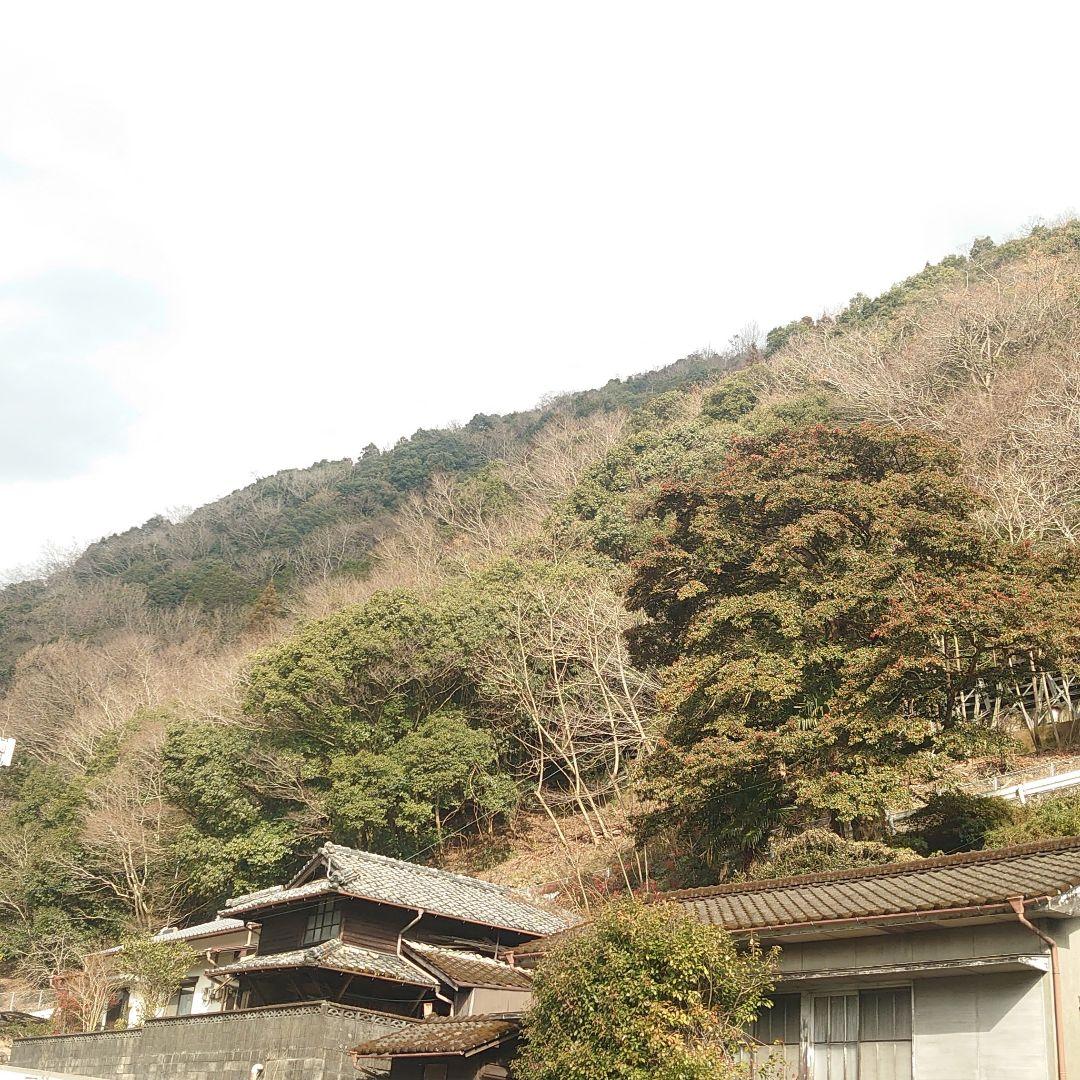 日本蜜蜂のはちみつ　結晶化　蜂蜜　百花蜜　ニホンミツバチ　国産　非加熱　無添加