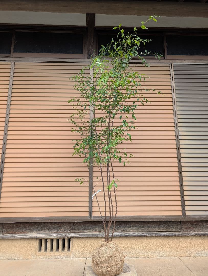 ハイノキ　株立　約1.8m　①