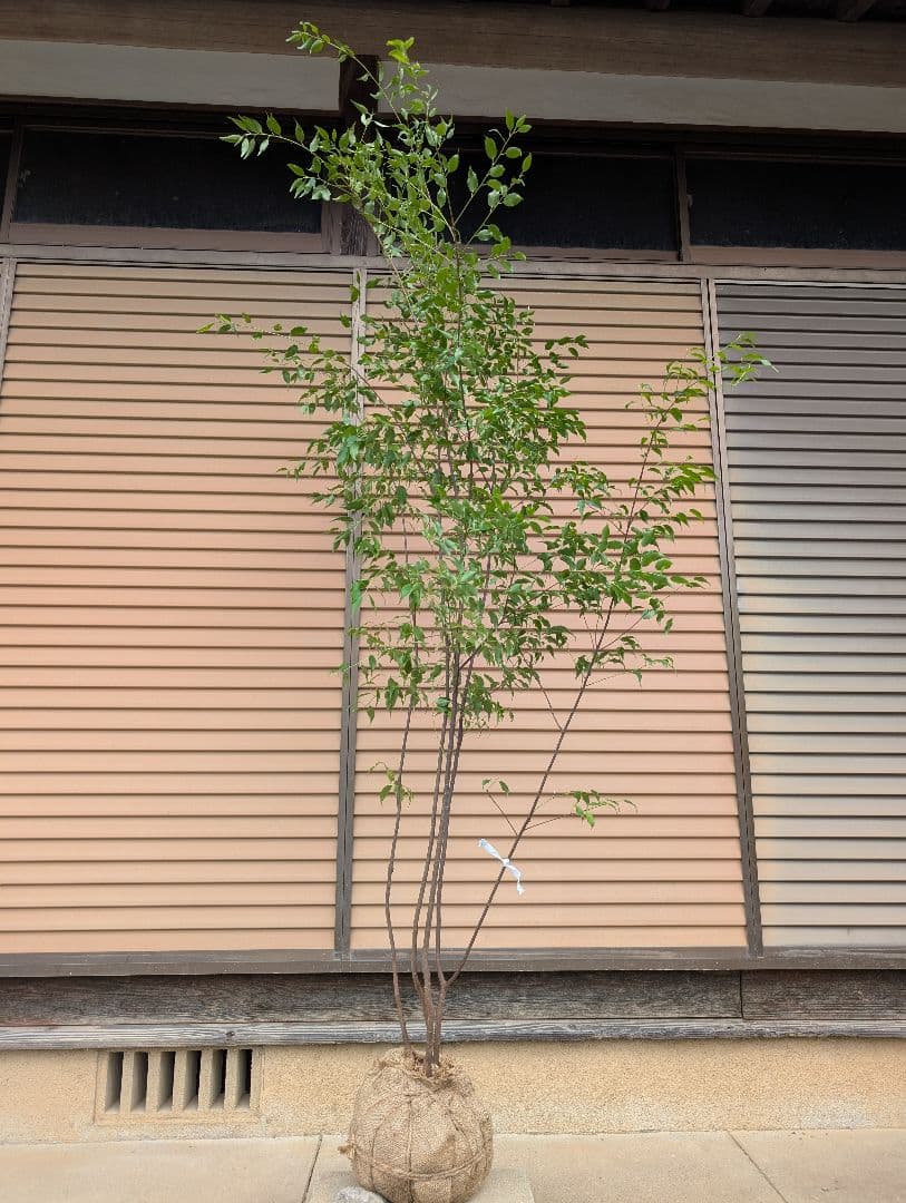 ハイノキ　株立　約1.8m　①