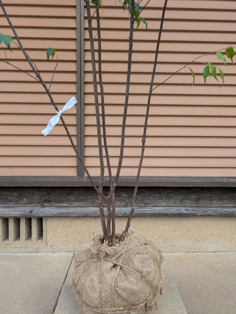 ハイノキ　株立　約1.8m　①