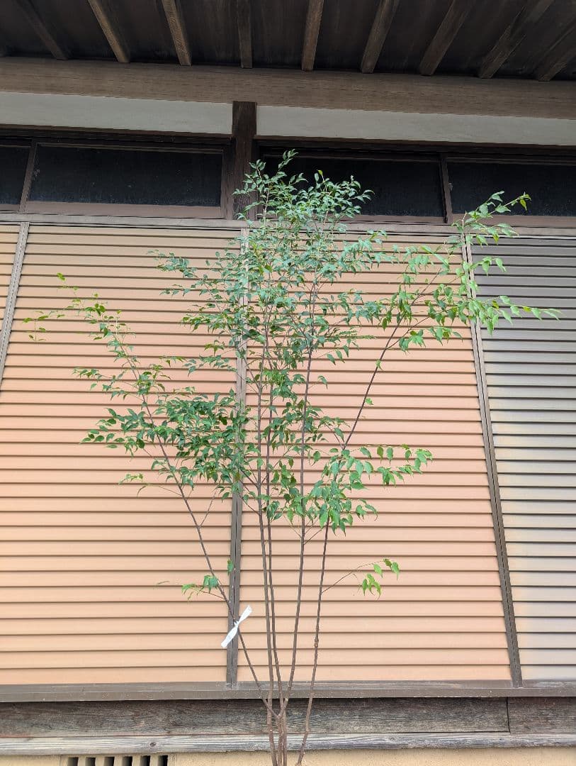 ハイノキ　株立　約1.8m　①