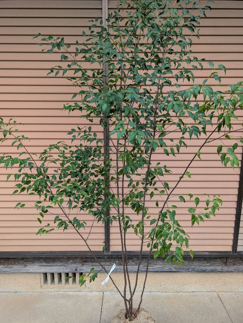 ハイノキ　株立　約1.8m　①