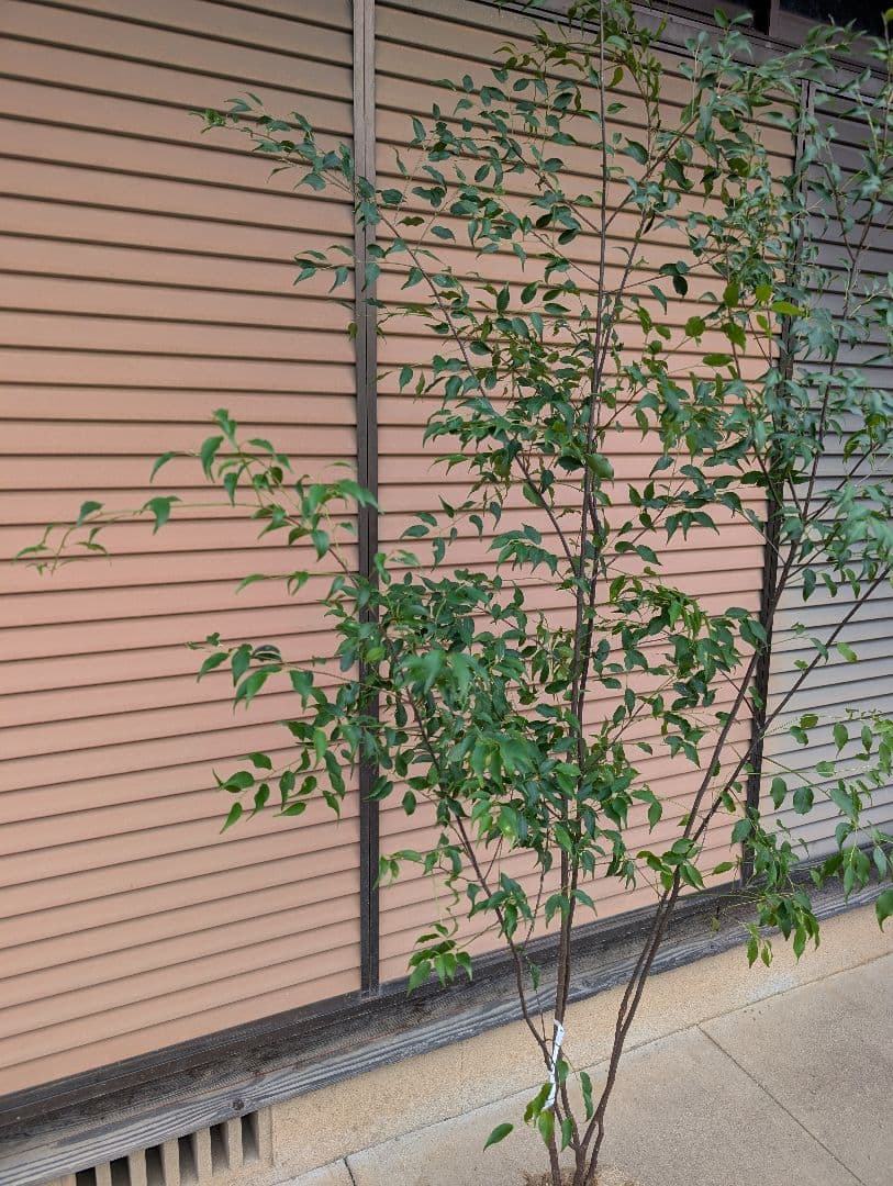 ハイノキ　株立　約1.8m　①