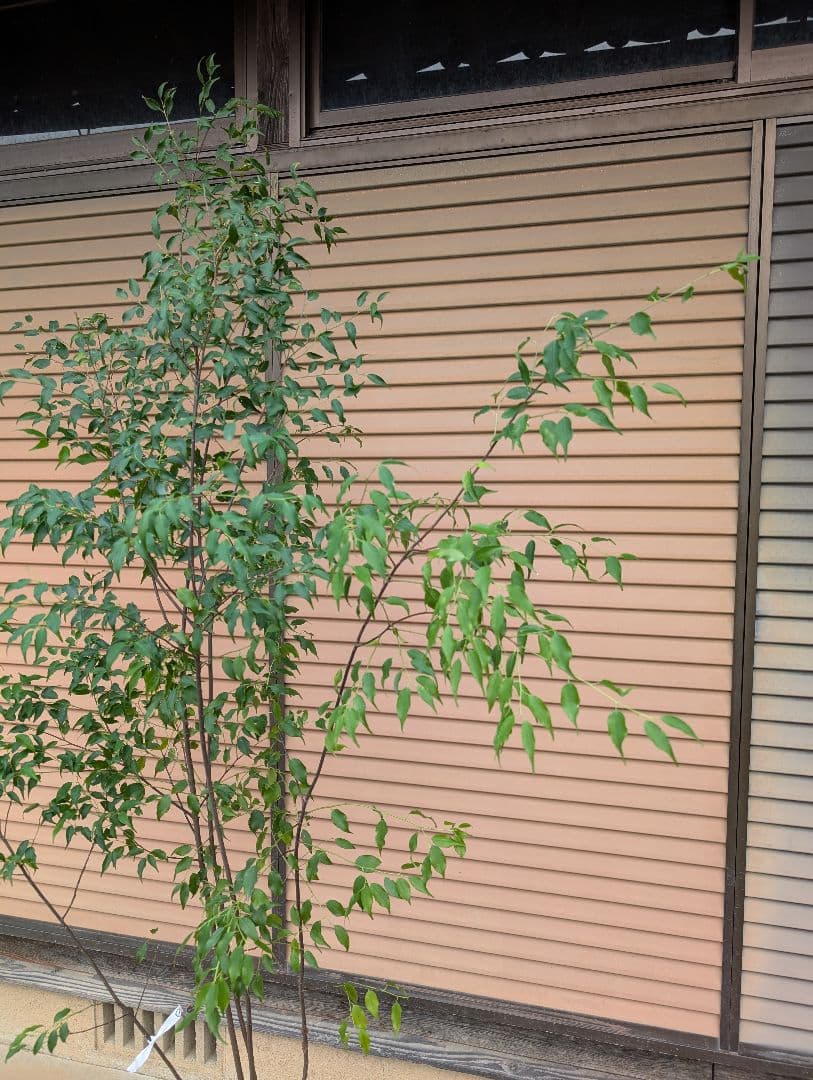 ハイノキ　株立　約1.8m　①