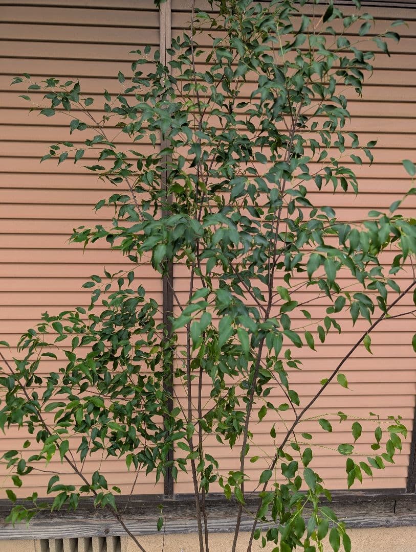 ハイノキ　株立　約1.8m　①