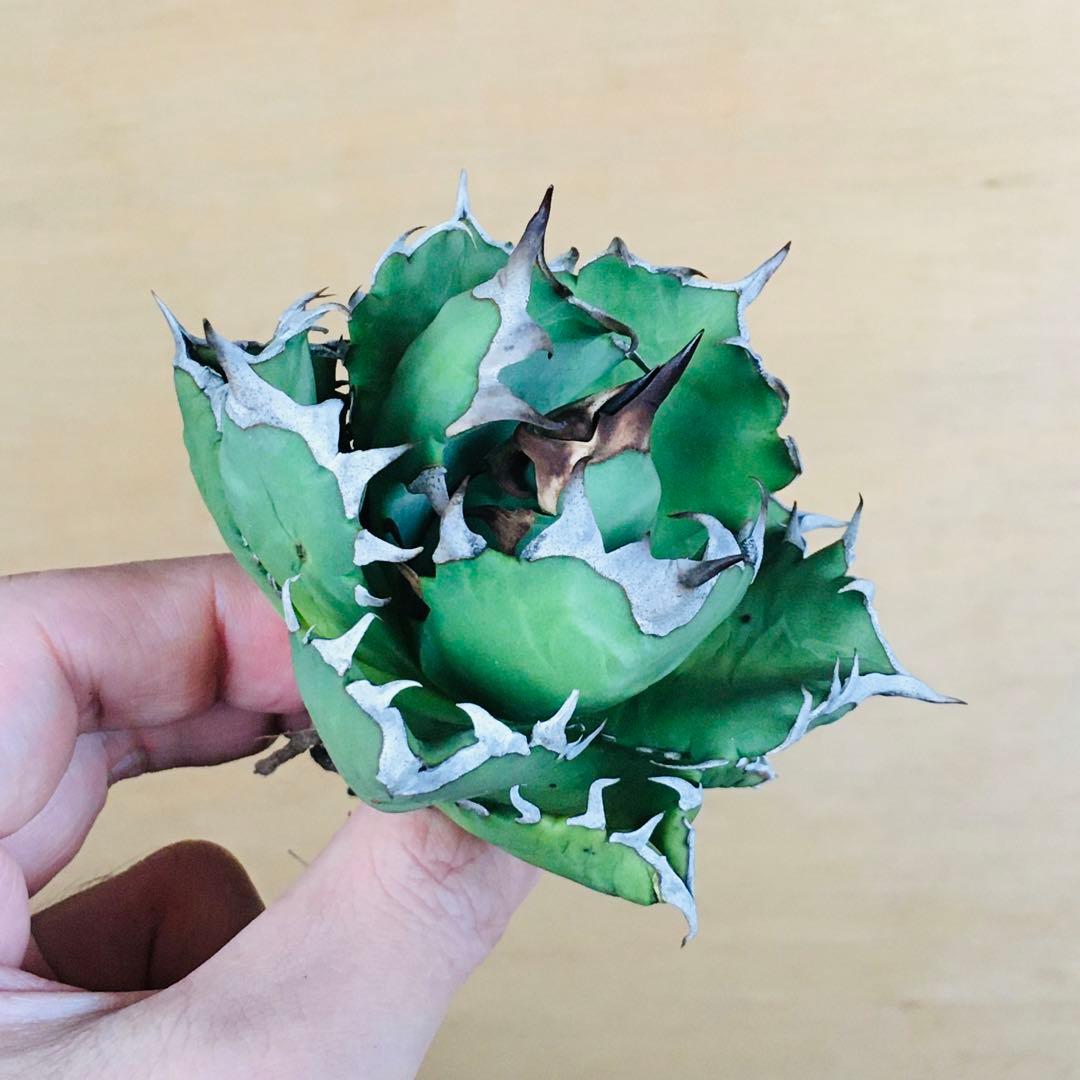 m*☆様 【現地球TC】3 オアハカ オテロイ ドワーフコンパクト TC アガベ