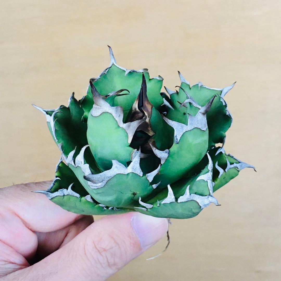 m*☆様 【現地球TC】3 オアハカ オテロイ ドワーフコンパクト TC アガベ