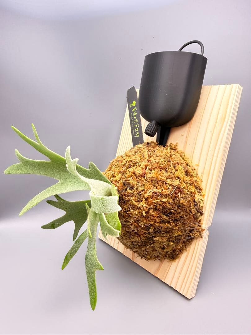 ビカクシダwillinckii Golden Boy spore金童ドワーフ特選