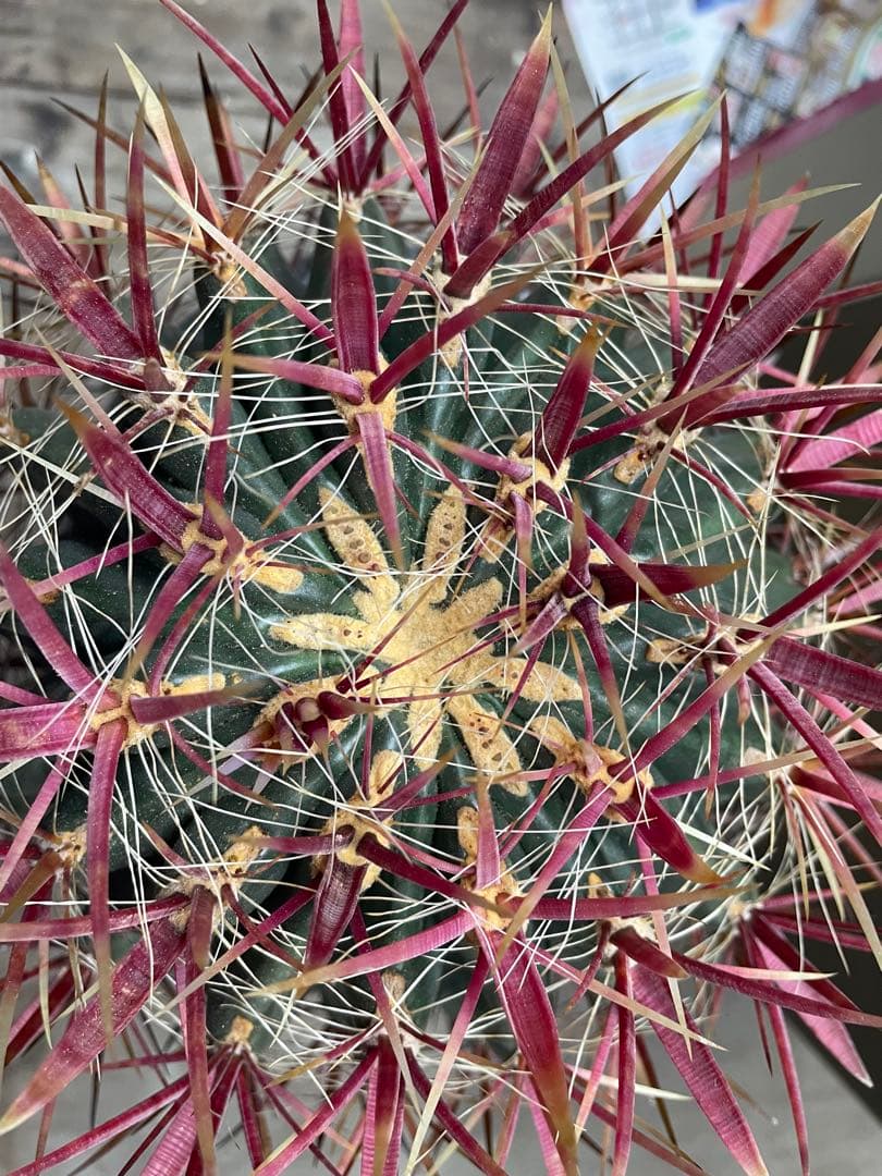 サボテン フェロカクタス 神仙玉 古株 大株 巨大 お正月特価