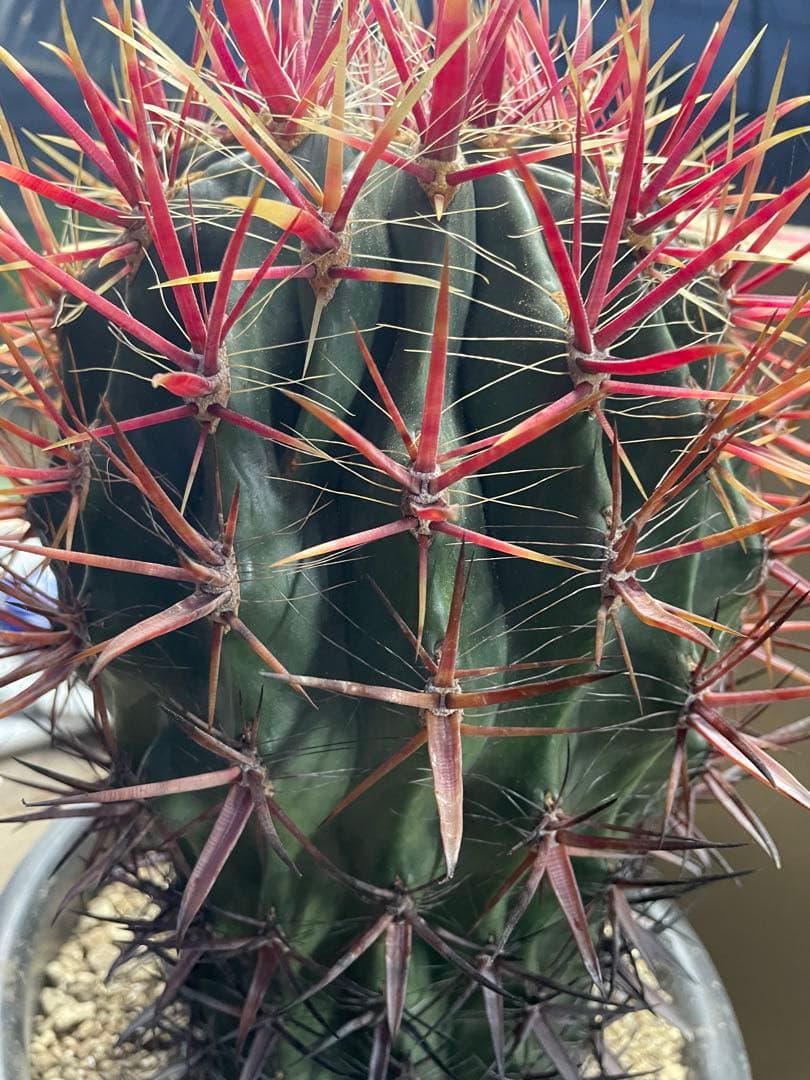 サボテン フェロカクタス 神仙玉 古株 大株 巨大 お正月特価