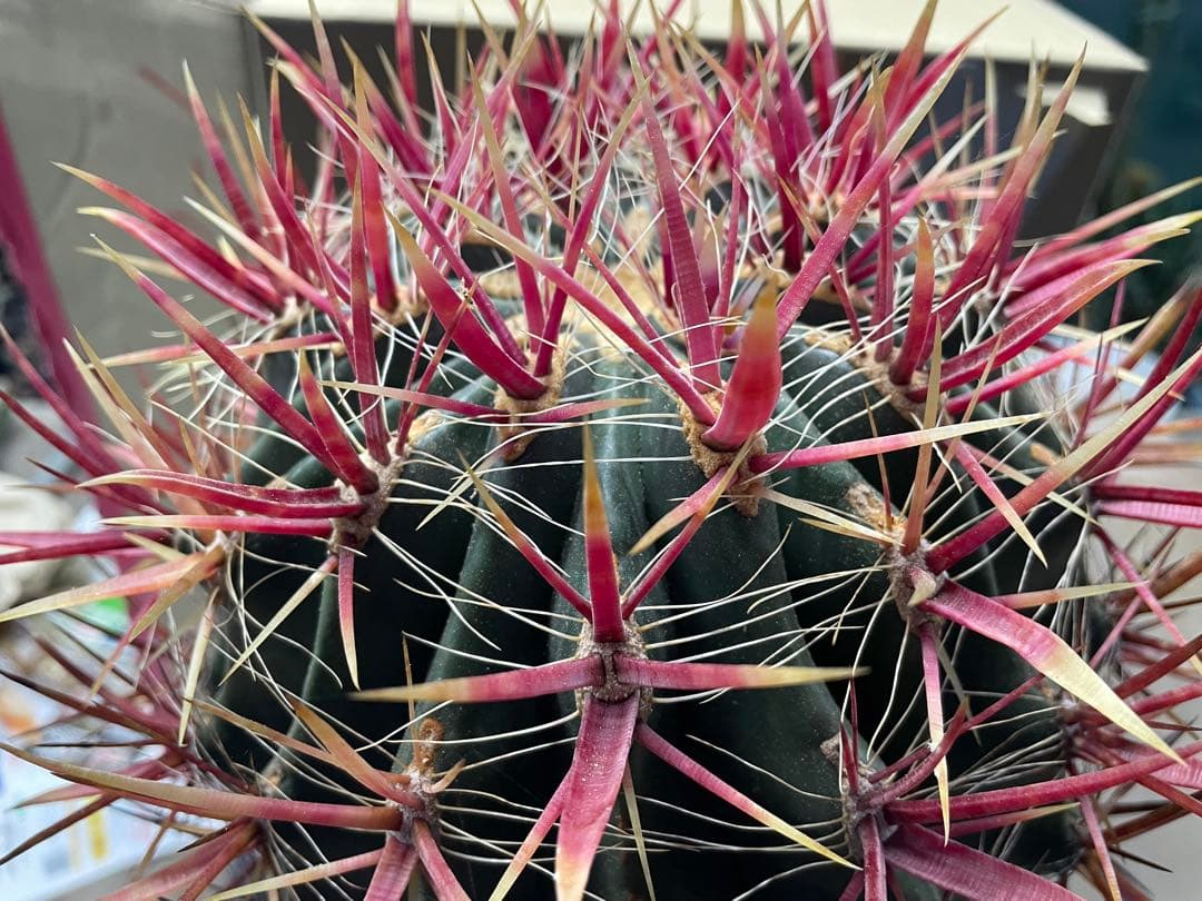 サボテン フェロカクタス 神仙玉 古株 大株 巨大 お正月特価