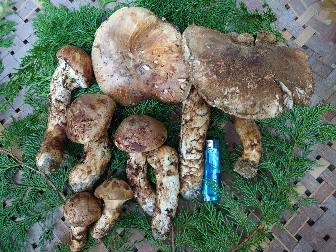 松茸　国産　岐阜県産800g 松竹梅様　確認専用