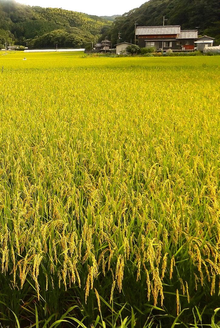 令和7年産 コシヒカリ 玄米25kg 愛媛県産 減農薬 農家直送 送料込み 01