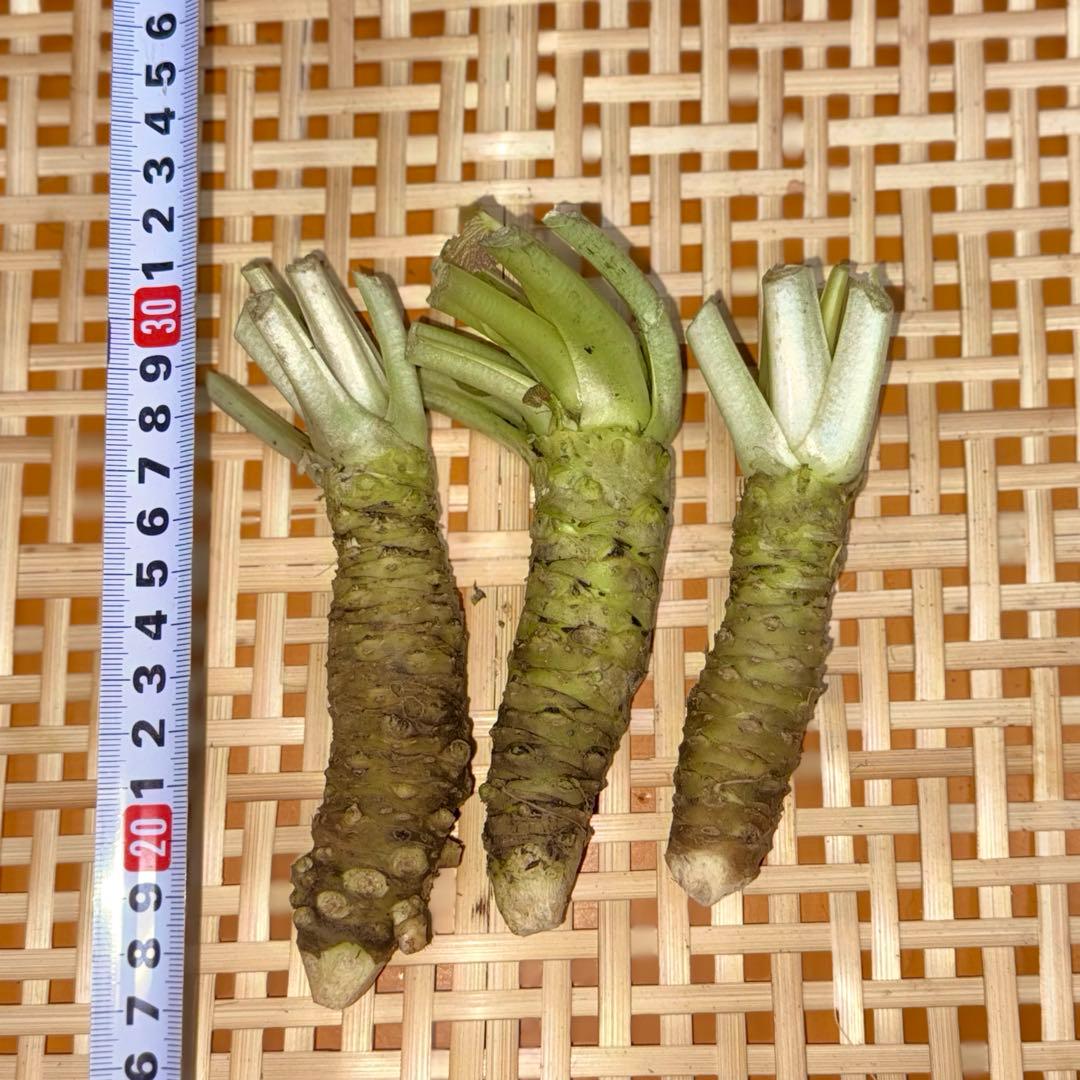 無農薬　安曇野産わさび中サイズ　1kg