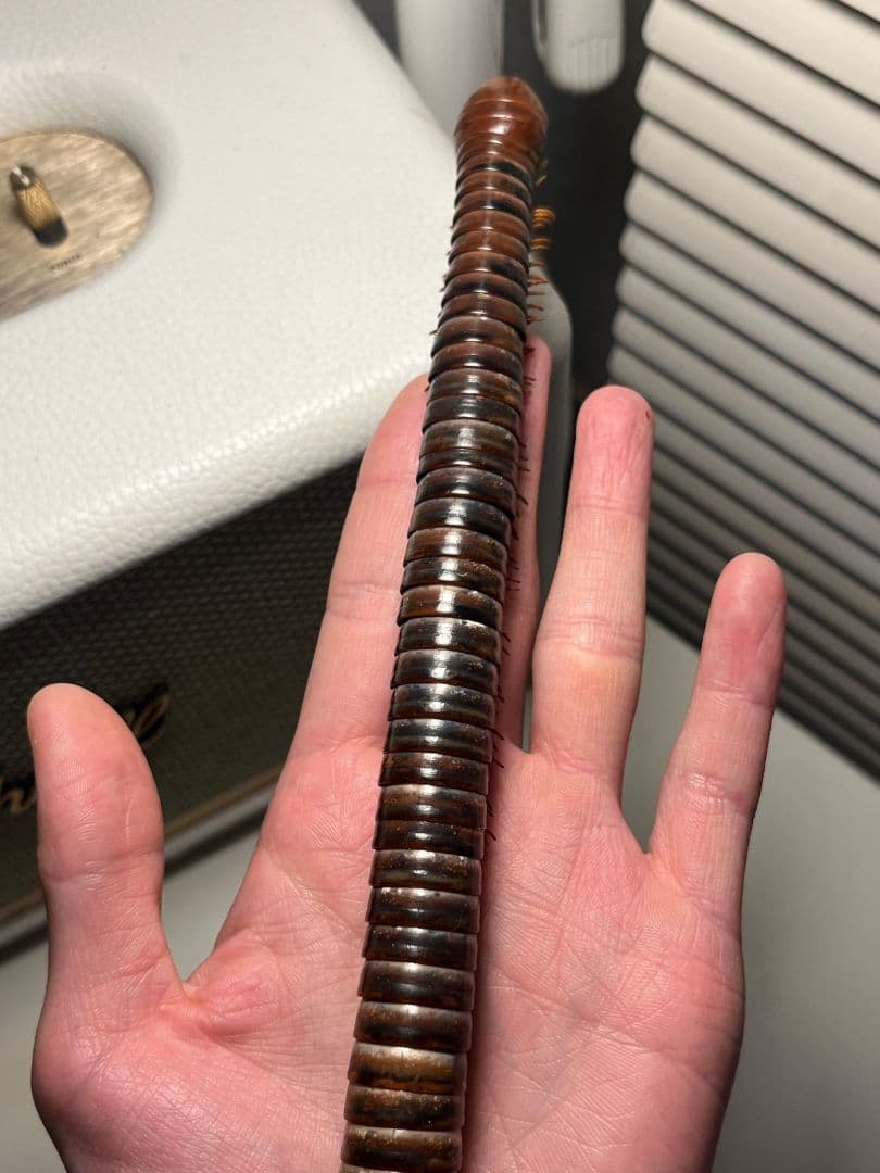 【超特大】ベトナムオオヤスデの標本 昆虫標本 タランチュラ ムカデ センチピード