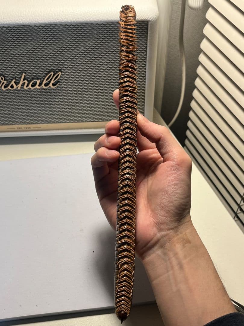 【超特大】ベトナムオオヤスデの標本 昆虫標本 タランチュラ ムカデ センチピード