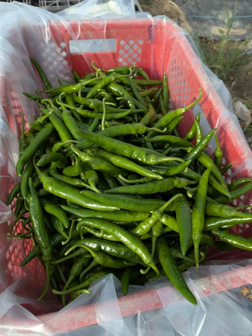 朝採り☆韓国青唐辛子☆激辛チョンヤンコチュ☆5キロ☆農家直送