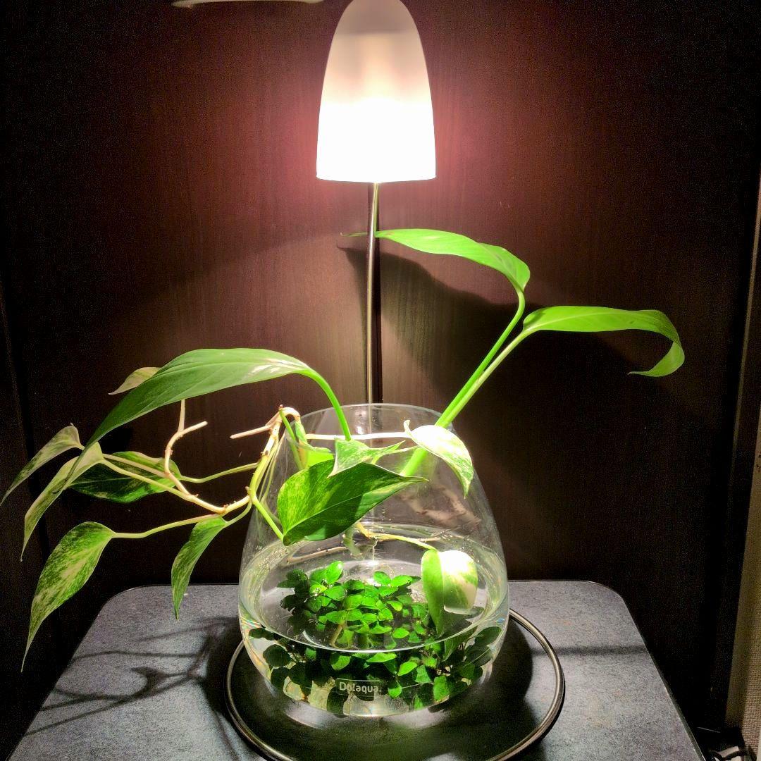 ＡＤＡ Do!aqua ブランチ