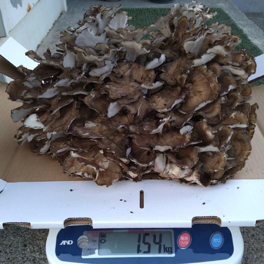天然キノコ 黒マイタケ 1.5キロ超 上物　採れたて 小分け可能！