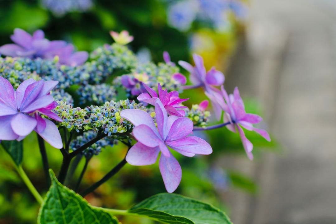 デジタルカメラ Canon EOS Kiss X90 YONGNUO YN50mm F1.8