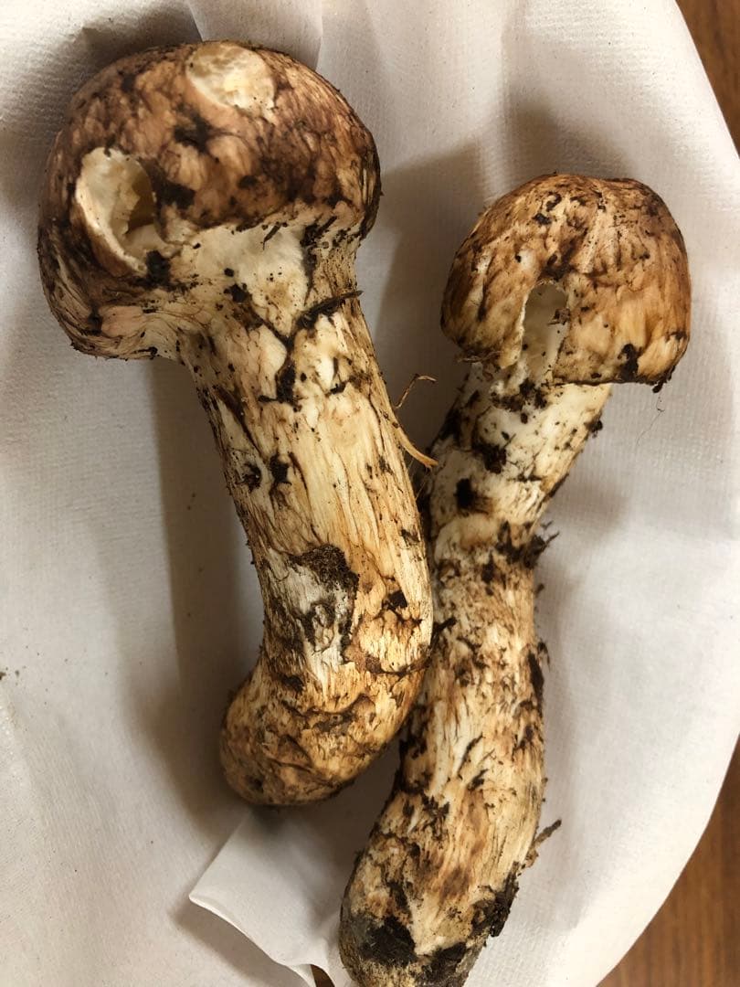 岩手県産　訳あり天然松茸（353g）③