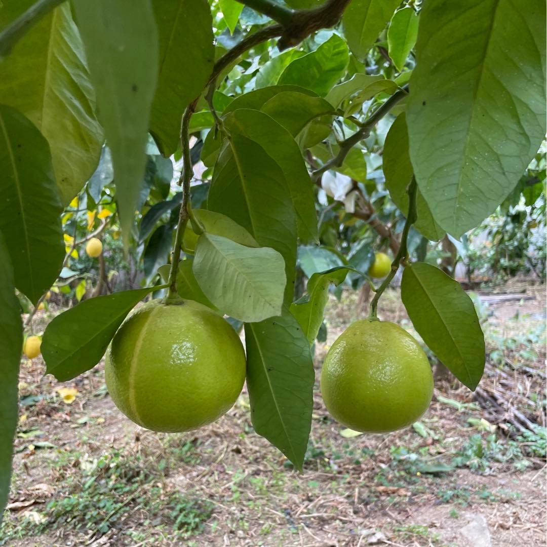 3国産ベルガモットオレンジ果実香りが強い露地栽培約9kg 【A品（B品含む）】