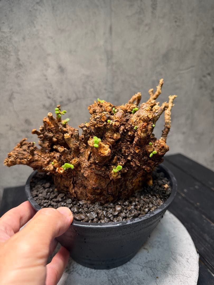 【特大株】ケラリア ピグマエア　発根確認済