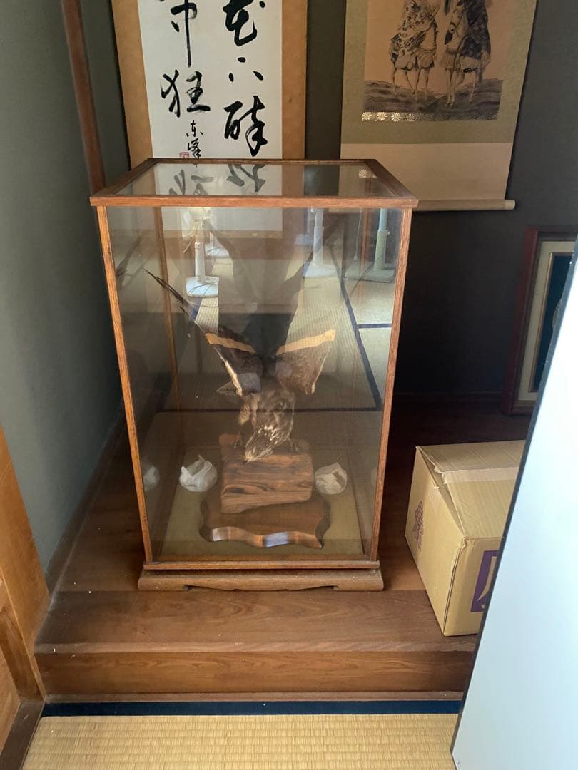 【きよ】鷹　剥製