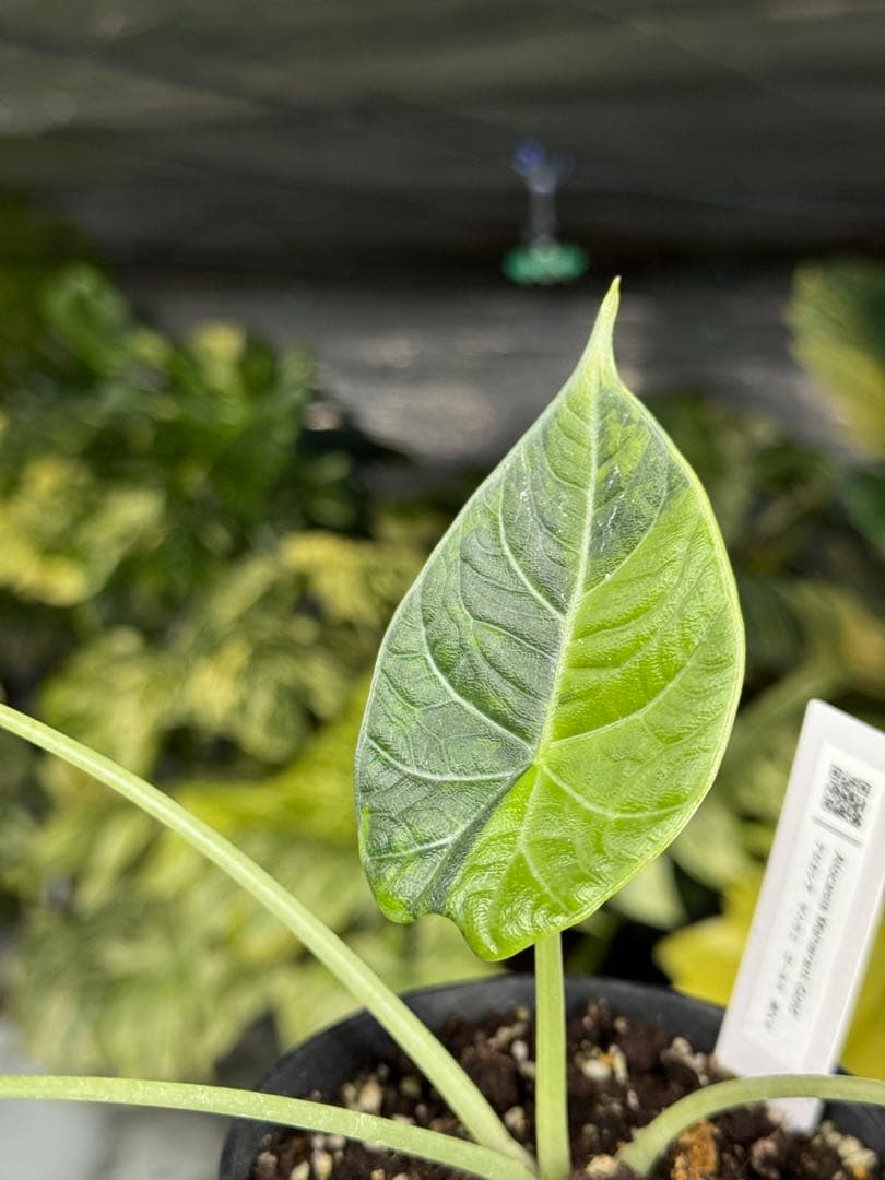 m*o様 11アロカシア　マハラニ　ゴールド　黄斑入り