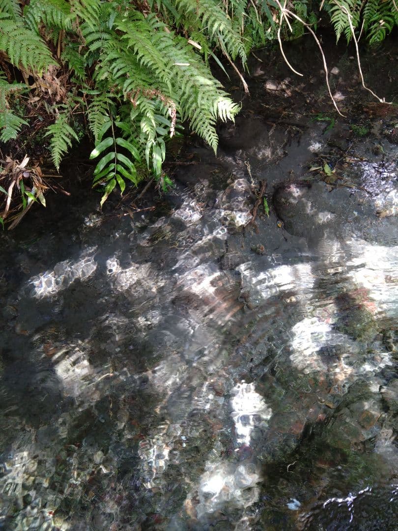 令和7年 自然栽培米　イセヒカリ 20kg 玄米