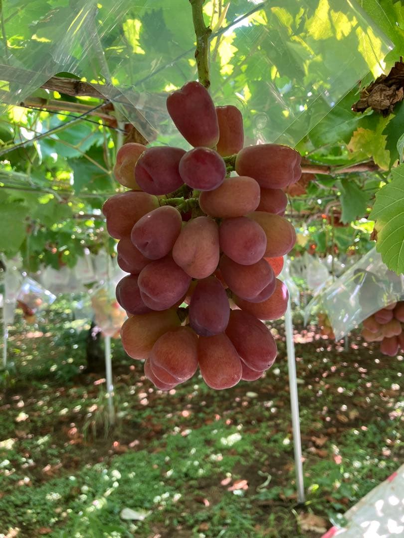 char(マイハート2k箱、甲斐キング2k箱)