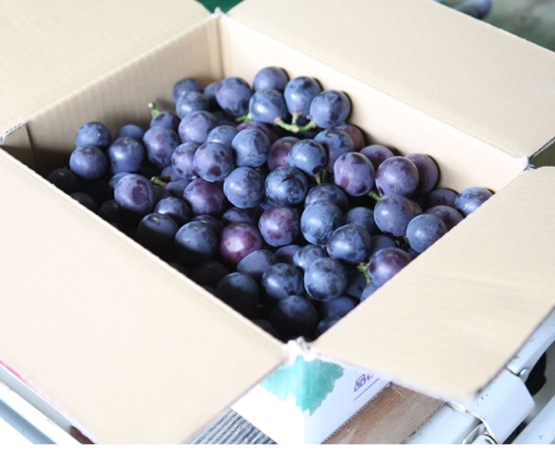 山梨県産 訳あり 巨峰 (種無し) 房 10kg