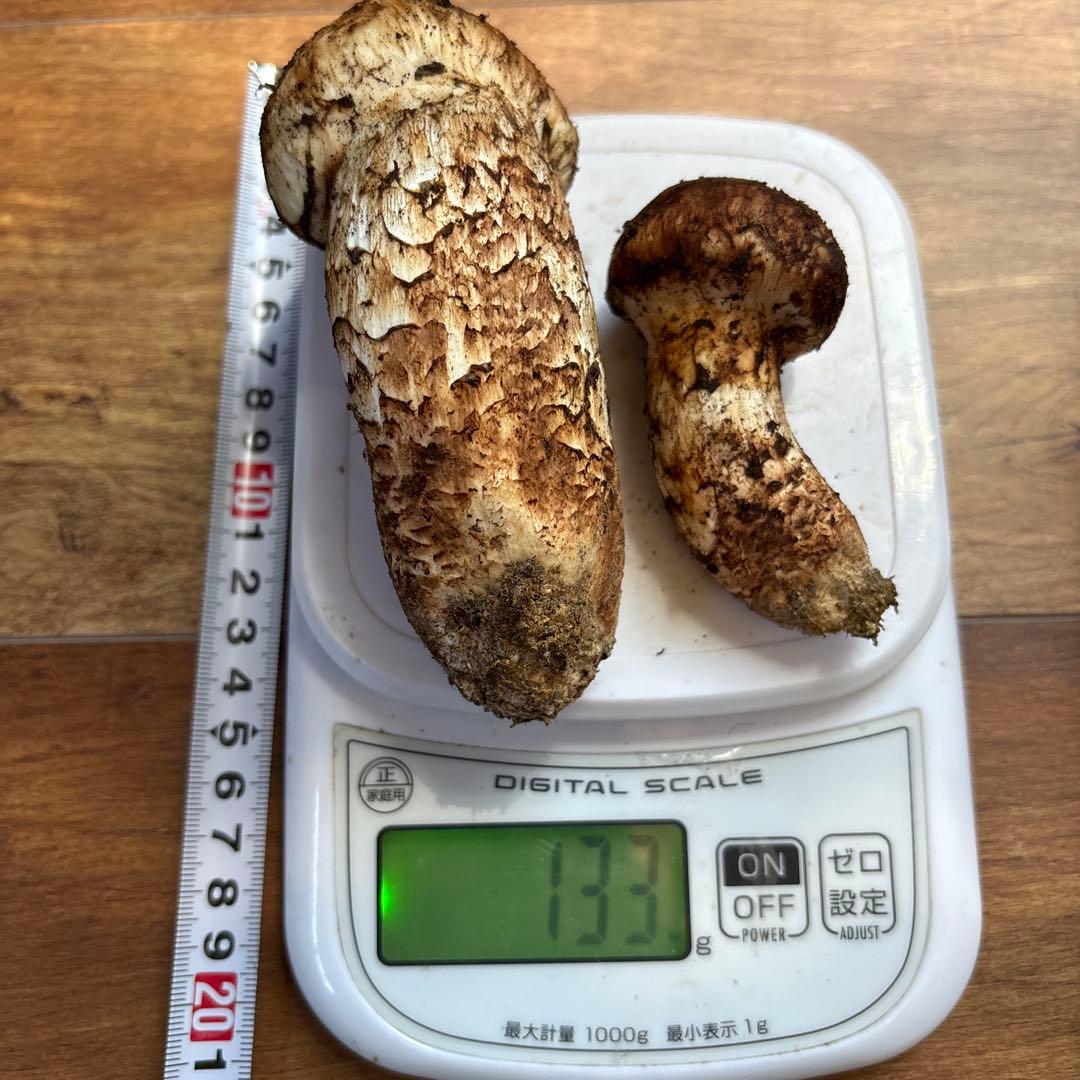 長野県南信州産‼️松茸 大小　2本セット 133g 10/28朝採れ