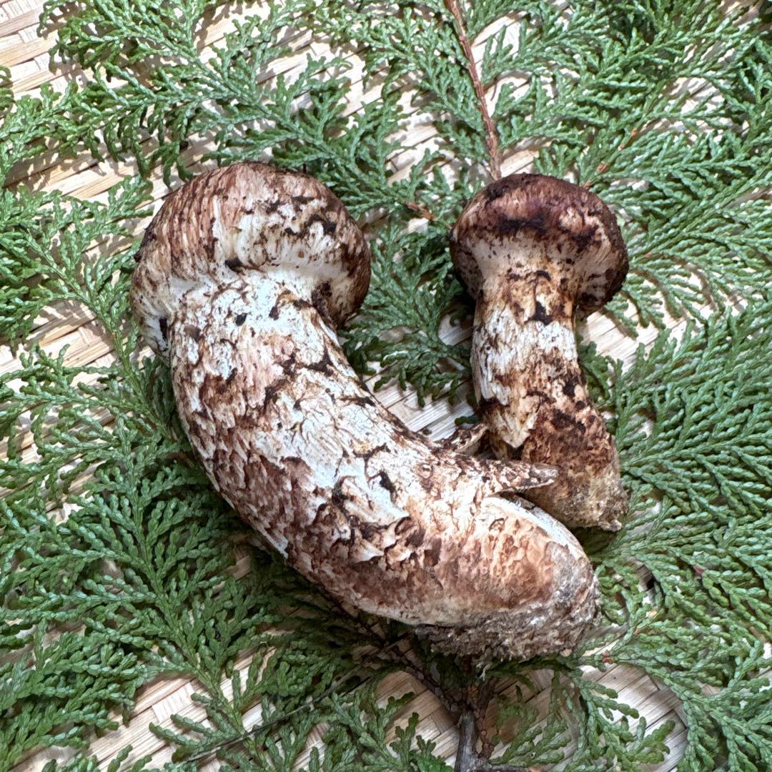 長野県南信州産‼️松茸 大小　2本セット 133g 10/28朝採れ