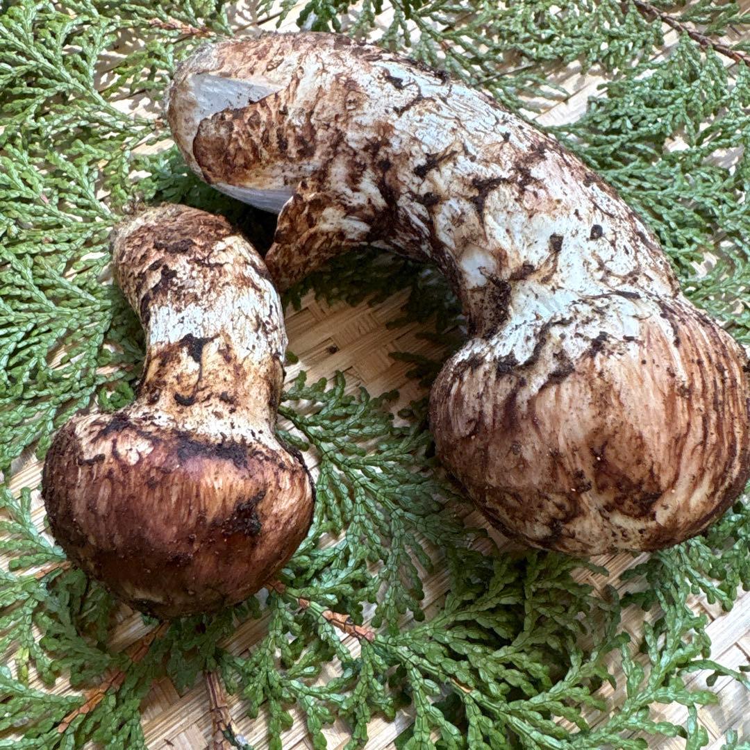 長野県南信州産‼️松茸 大小　2本セット 133g 10/28朝採れ