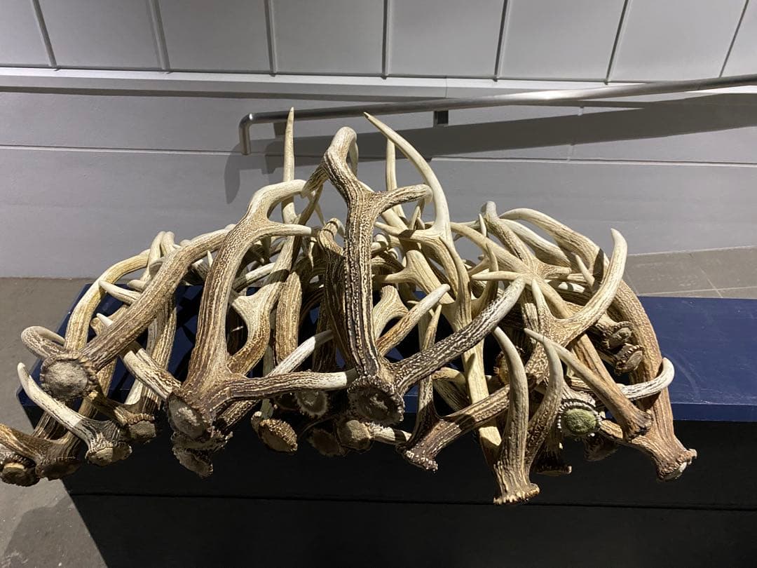 蝦夷鹿の角　58本分　ハネ品7本分無料